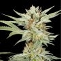 Lemon Gelato Feminized Marijuana Strain by Elev8 Seeds For Sale Online at Cannabis Seeds Outlet