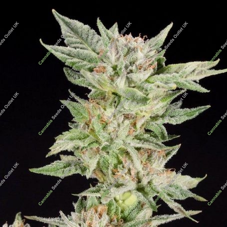 Strawberry Gelato Feminized Marijuana Strain by Elev8 Seeds For Sale Online at Cannabis Seeds Outlet