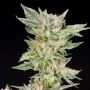 Strawberry Gelato Feminized Marijuana Strain by Elev8 Seeds For Sale Online at Cannabis Seeds Outlet
