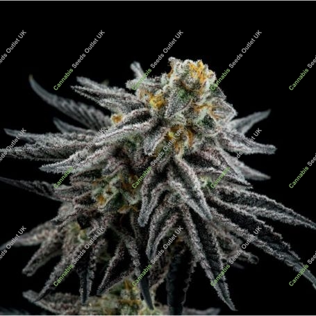 Mac 1 Feminized Marijuana Strain by Expert Seeds For Sale Online at Cannabis Seeds Outlet