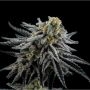 Mac 1 Feminized Marijuana Strain by Expert Seeds For Sale Online at Cannabis Seeds Outlet