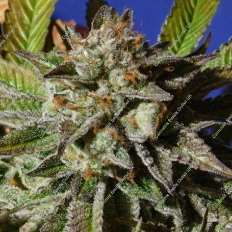 Bruce Cookies Marijuana Strain by Original Sensible Seeds For Sale Online at Cannabis Seeds Outlet
