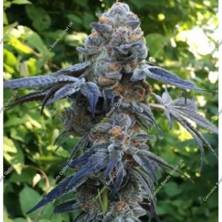 Death Scout BC Bud Depot Regular Marijuana Strain by BC Bud Depot For Sale Online at Cannabis Seeds Outlet