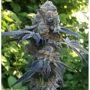 Death Scout BC Bud Depot Regular Marijuana Strain by BC Bud Depot For Sale Online at Cannabis Seeds Outlet