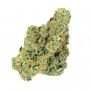 Death Scout BC Bud Depot Regular by BC Bud Depot THC Content Potency Strength CBD Height Yield Flowering Time Indica Sativa Gene