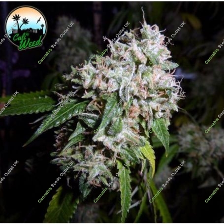 California Headband Feminized Marijuana Strain by Cali Weed For Sale Online at Cannabis Seeds Outlet