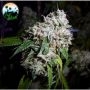 California Headband Feminized Marijuana Strain by Cali Weed For Sale Online at Cannabis Seeds Outlet