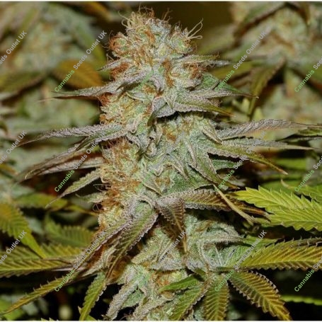 Peyote WI FI Feminized Marijuana Strain by Seedsman For Sale Online at Cannabis Seeds Outlet