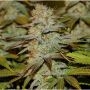 Peyote WI FI Feminized Marijuana Strain by Seedsman For Sale Online at Cannabis Seeds Outlet