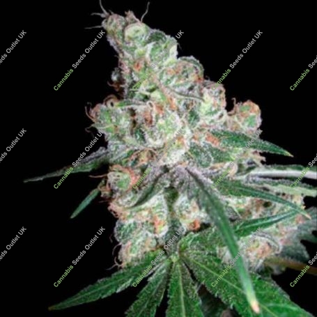Chocolope Regular Marijuana Strain by Philosopher Seeds For Sale Online at Cannabis Seeds Outlet