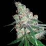 Chocolope Regular Marijuana Strain by Philosopher Seeds For Sale Online at Cannabis Seeds Outlet