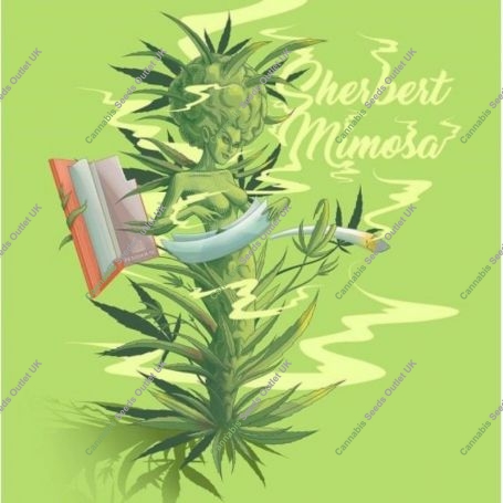 Sherbert Mimosa Auto Feminized Marijuana Strain by Penthouse Seeds For Sale Online at Cannabis Seeds Outlet