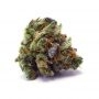 Penthouse Seeds Sour Surge Auto Smoke Buds Weed Ganja Skunk Dope Pot Images Pics Nuggets