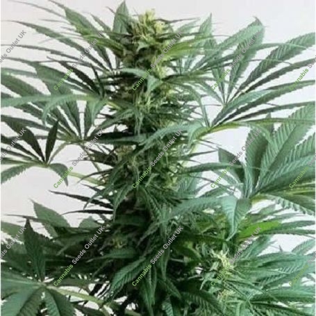Cali Mist Reg Marijuana Strain by British Columbia For Sale Online at Cannabis Seeds Outlet