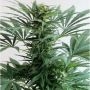 Cali Mist Reg Marijuana Strain by British Columbia For Sale Online at Cannabis Seeds Outlet