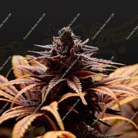 Deep Candy CBD Feminized Marijuana Strain by Greenhouse Seeds For Sale Online at Cannabis Seeds Outlet
