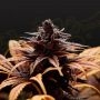 Deep Candy CBD Feminized Marijuana Strain by Greenhouse Seeds For Sale Online at Cannabis Seeds Outlet