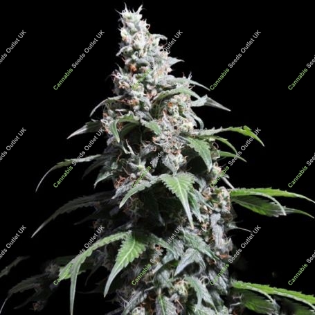 Pineapple Poison Feminized Marijuana Strain by Super Sativa Seed Club For Sale Online at Cannabis Seeds Outlet