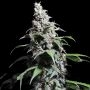 Pineapple Poison Feminized Marijuana Strain by Super Sativa Seed Club For Sale Online at Cannabis Seeds Outlet