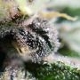 Pineapple Poison Feminized by Super Sativa Seed Club THC Content Potency Strength CBD Height Yield Flowering Time Indica Sativa 