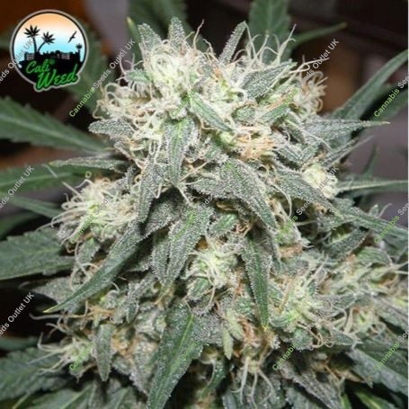 Cali Killer Feminized Marijuana Strain by Cali Weed For Sale Online at Cannabis Seeds Outlet