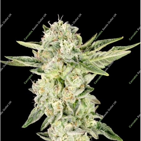Gelato Cake Feminized Marijuana Strain by Elev8 Seeds For Sale Online at Cannabis Seeds Outlet