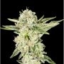 Gelato Cake Feminized Marijuana Strain by Elev8 Seeds For Sale Online at Cannabis Seeds Outlet
