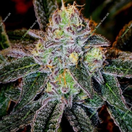 Ice Cream Cookies Feminized Marijuana Strain by Purple Caper For Sale Online at Cannabis Seeds Outlet