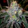 Ice Cream Cookies Feminized Marijuana Strain by Purple Caper For Sale Online at Cannabis Seeds Outlet
