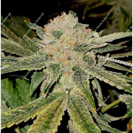 Gelato Kiss Feminized Marijuana Strain by Elev8 Seeds For Sale Online at Cannabis Seeds Outlet
