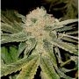 Gelato Kiss Feminized Marijuana Strain by Elev8 Seeds For Sale Online at Cannabis Seeds Outlet