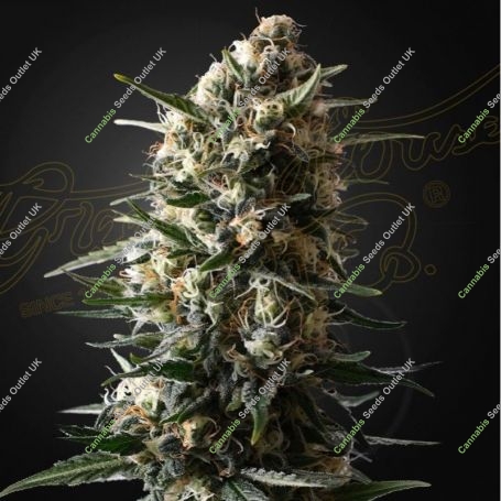 Bubba Slush Feminized Marijuana Strain by Greenhouse Seeds For Sale Online at Cannabis Seeds Outlet