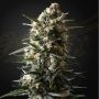 Bubba Slush Feminized Marijuana Strain by Greenhouse Seeds For Sale Online at Cannabis Seeds Outlet