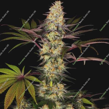 El Dorado Feminized Marijuana Strain by Paradise Seeds For Sale Online at Cannabis Seeds Outlet