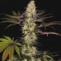 El Dorado Feminized Marijuana Strain by Paradise Seeds For Sale Online at Cannabis Seeds Outlet