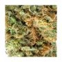 Lemon Biscotti Feminized by Penthouse Seeds THC Content Potency Strength CBD Height Yield Flowering Time Indica Sativa Genetics
