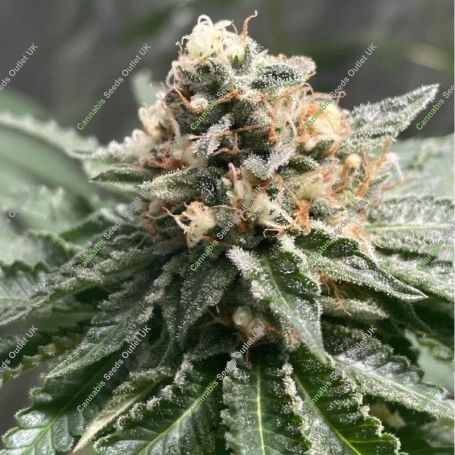 Lemon Ice 2.0 Feminized Marijuana Strain by Ripper Seeds For Sale Online at Cannabis Seeds Outlet