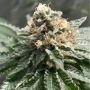 Lemon Ice 2.0 Feminized Marijuana Strain by Ripper Seeds For Sale Online at Cannabis Seeds Outlet
