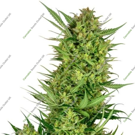 Buttercream Gelato Feminized Marijuana Strain by Sensi Seed Bank For Sale Online at Cannabis Seeds Outlet