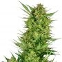 Buttercream Gelato Feminized Marijuana Strain by Sensi Seed Bank For Sale Online at Cannabis Seeds Outlet