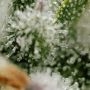 Peanut Butter Cookies Feminized by TasteBudz THC Content Potency Strength CBD Height Yield Flowering Time Indica Sativa Genetics
