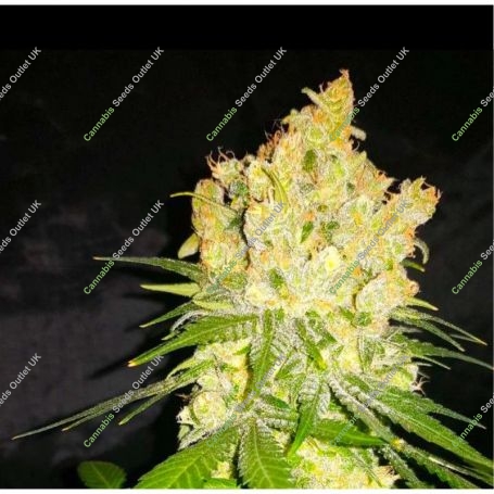 MK Ultra Feminized Marijuana Strain by BSB Genetics For Sale Online at Cannabis Seeds Outlet