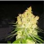 MK Ultra Feminized Marijuana Strain by BSB Genetics For Sale Online at Cannabis Seeds Outlet
