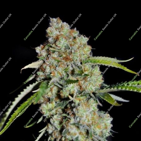 Big Tuna Pilchards Feminized Marijuana Strain by Pilchards Caviar Bodega For Sale Online at Cannabis Seeds Outlet