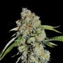 Big Tuna Pilchards Feminized Marijuana Strain by Pilchards Caviar Bodega For Sale Online at Cannabis Seeds Outlet