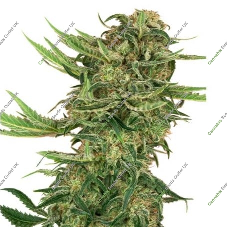 N13 Kush Feminized Marijuana Strain by Sensi Seed Bank For Sale Online at Cannabis Seeds Outlet