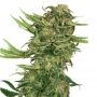 N13 Kush Feminized Marijuana Strain by Sensi Seed Bank For Sale Online at Cannabis Seeds Outlet