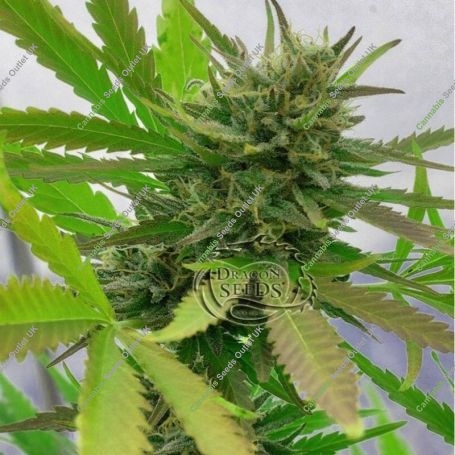 Hydratonic No1 CBD Feminized Marijuana Strain by Dragon Seeds For Sale Online at Cannabis Seeds Outlet