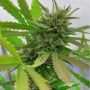 Hydratonic No1 CBD Feminized Marijuana Strain by Dragon Seeds For Sale Online at Cannabis Seeds Outlet