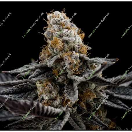 Do Si Face No4 Advanced Regular Marijuana Strain by Advanced Seeds For Sale Online at Cannabis Seeds Outlet